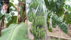 Túi bao trùm buồng chuối
